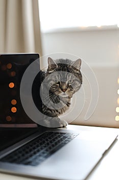 cat working at the computer. blank screen on a table by blurry bokeh lights background a cozy room. funny cat with