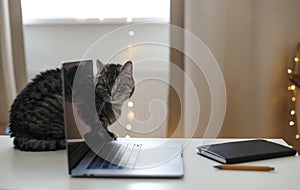 cat working at the computer. blank screen on a table by blurry bokeh lights background a cozy room. funny cat with