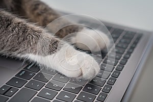 Cat working on computer. Cat paws on a laptop keyboard typing text