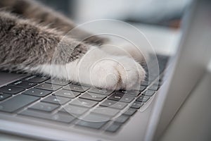 Cat working on computer. Funny photo of cat paws typing, texting or pressing buttons on a laptop keyboard