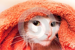 Cat wraped up in a towel