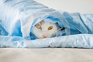 A cat wrapped in blue bedding, only the head is visible, Concept, domestic kitten, cat habits