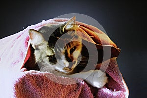 A cat wrapped in a small blanket, waking up on a sunny morning Whith A.I. photo