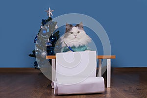 Cat writes a letter to Santa Claus