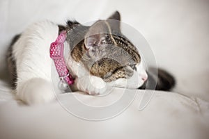 Cat with collar and warning bell