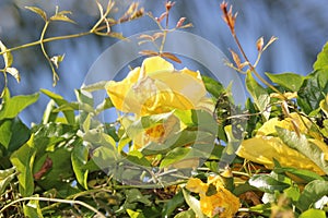 Cat's Claw Creeper