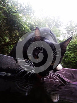 cat& x27;s eyes while drinking water