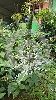 The cat& x27;s whisker medicinal plant is efficacious for Urinary Tract Infections & x28;UTI& x29;, rheumatism and gout photo