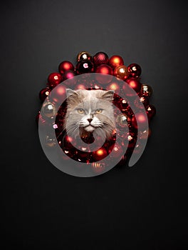 cat xmas card portrait with copy space. sticking head through christmas wreath