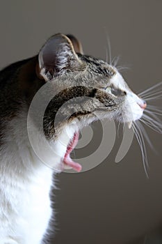 Cat Yawn