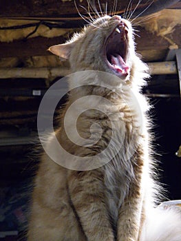 Cat yawn