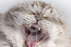 Cat yawn