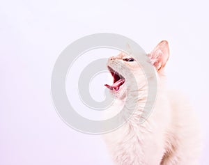 Cat yawning