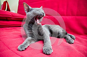 Cat yawning