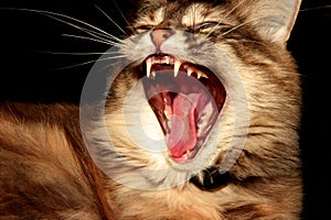 Cat yawning