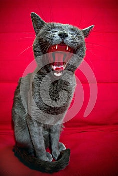 Cat yawning