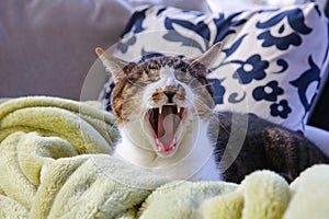 Cat yawning