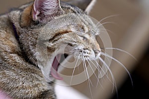 Cat Yawning