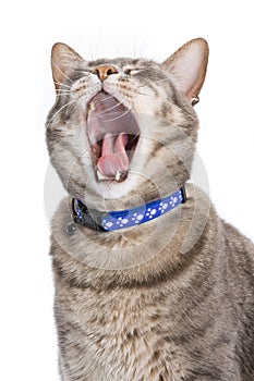 Cat yawning