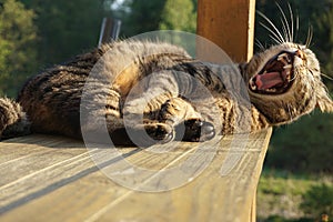 Cat yawning / Cat laughing