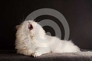 Cat yawning