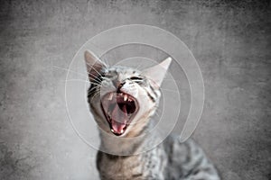 Cat yawning with mouth open and eyes closed