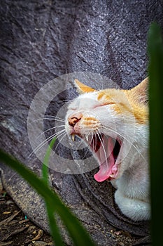 a cat yawning