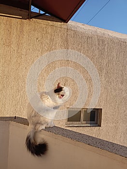 cat yawns