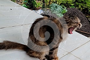 cat yawns