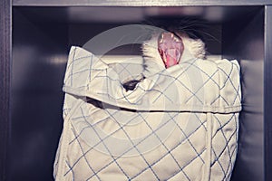 Cat yawns in a box on a shelf in the closet, monster concept under the bed