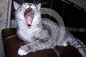 Cat yawns close-up on the couch. Macro photo throat, tongue and teeth. Cat`s mouth wide open. Anatomy of the jaw feline