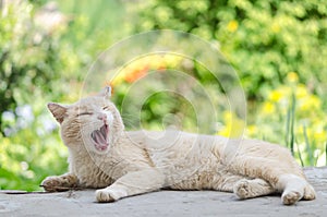 The cat yawns and lies
