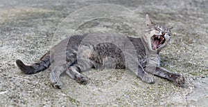 Cat yawns lying in the street