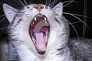 Cat yawns. The open mouth of a pet. Teeth, palate and cat tongue close-up. Open mouth of the animal with anatomical details