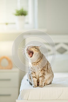 Cat yawns Scottish straight photo