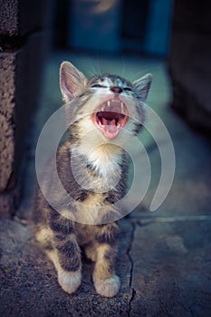 Cat yawns. Yawning widely kitten sitting on the stone floor. Meowing kitty portrait. Funny pets. Cute domestic animals