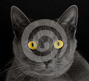 Cat with yellow eyes