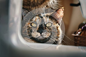 Cat with yellow eyes looks at camera.