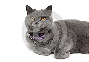 Cat with yellow eyes in purple collar on a white background