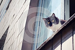 Cat with yellow eyes is seating on the window