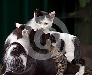 A cat with yellow eyes sits with kittens on a blurred dark background photo