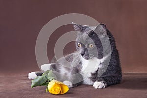 Cat with yellow tulip on brown background