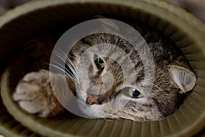 Cat in a yoga mat