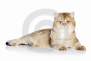 Cat. Young golden british kitten on white background