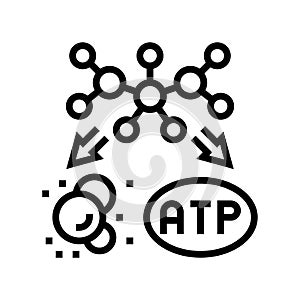 catabolism biochemistry line icon vector illustration