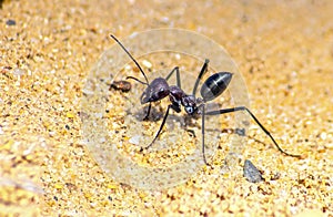 Cataglyphis Bicolor, an Insect on the Move