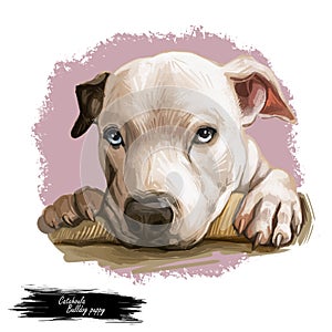 Catahoula Bulldog dog isolated hand drawn portrait. Digital art illustration of Catahoula Leopard Dog or Catahoula Cur, American