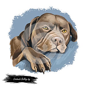 Catahoula Bulldog dog isolated hand drawn portrait. Digital art illustration of Catahoula Leopard Dog or Catahoula Cur, American