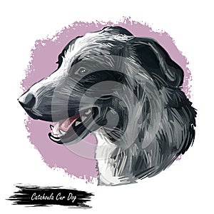 Catahoula Cur dog isolated hand drawn portrait. Digital art illustration of Catahoula or Catahoula Cur, American dog breed.