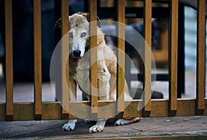 A Catahoula Cur stares at the viewer